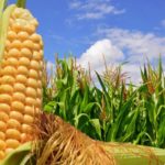 Preço do milho pode ter novas altas ainda em 2020 e tem perspectivas muito favoráveis também para 2021