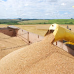 Momento é favorável à compra de trigo no Brasil