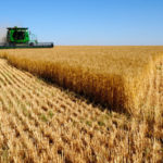 Colheita do trigo avança no Paraná e já cobriu 73% da área estimada para a safra atual